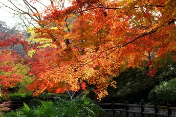 根来寺の紅葉