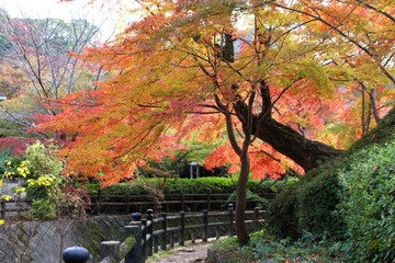 根来寺の紅葉
