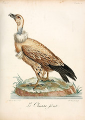 Illustration of a bird.