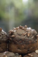 Close up Homemade   Chocolate and Zucchini Muffins. (selective Focus)