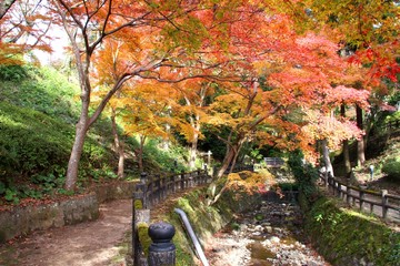 根来寺の紅葉
