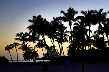 Palm Tree Silhouette 