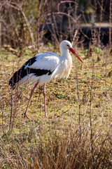 cigogne