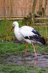 Cigogne