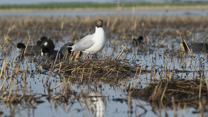 Brown hooded gull, Patagonia
