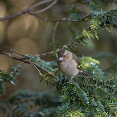 Stunning portrait of female Chaffinch Fringilla Coelebs in tree in woodland