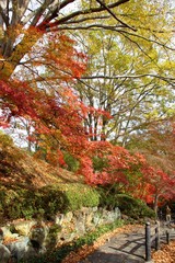 根来寺の紅葉