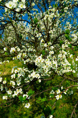 Fototapeta premium blossoming cherry tree in garden