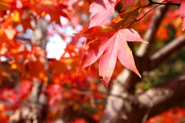 根来寺の紅葉