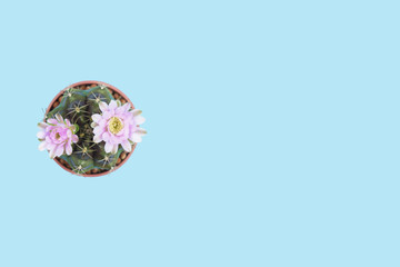 Cactus gymnocalycium bloom topview isolated clippingpath on blue background copyspace.