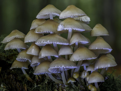 Mushrooms