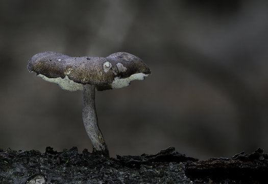 Mushrooms