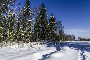 The path on the edge of the winter forest