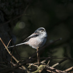 Stunning portrait of Long Tailed Tit Aegithalos Caudatus bird in sunshine in woodland setting