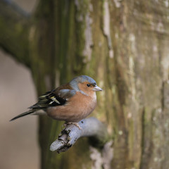 Lovely portrait of male Chaffinch Fringilla Coelebs sitting in sunshine on branch of tree in forest