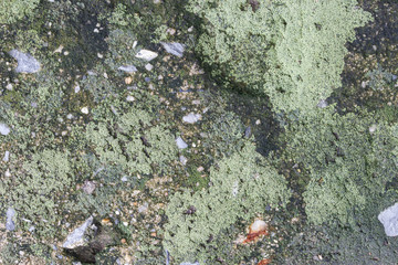  Moist green lichen