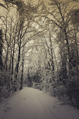Winter road in snow-covered forest