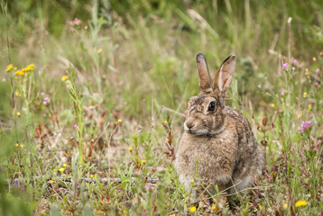 European rabbit / A European Rabbit, Oryctolagus cuniculus, sitting amongst the grass and flowers at Potteric Carr Nature reserve, Yorkshire, England. 03 July 2010