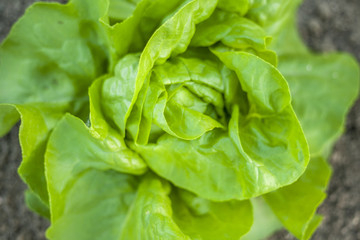 Lettuce on the field photographed from above