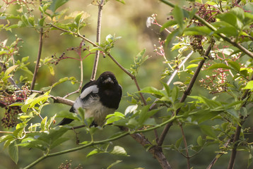 Obraz premium Mapie Stare / A solitary Magpie,Pica pica,sat in a tree staring straight at the camera. 15 August 2009