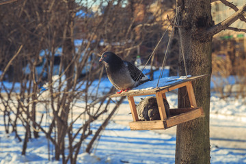 pigeon in the bird feeder on a winter day