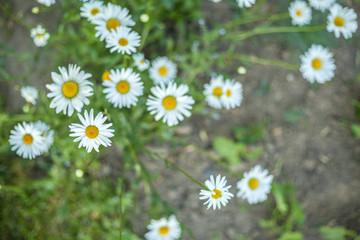 Beautiful daisy flowers in the garden
