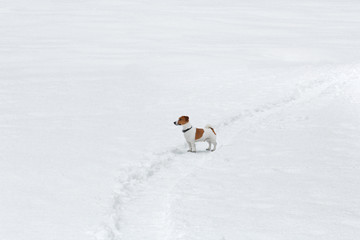 Jack Russel terrier in the snow