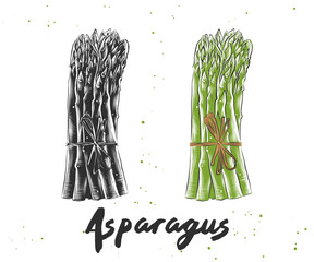 Vector engraved style illustration for posters, decoration and print. Hand drawn sketch of asparagus in monochrome and colorful. Detailed vegetarian food drawing.