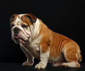 English bulldog isolated on a black background
