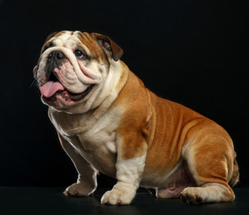 English bulldog isolated on a black background