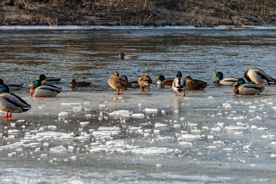 Some Mallard Ducks on the frozen Saale in Jena © Marcus Beckert