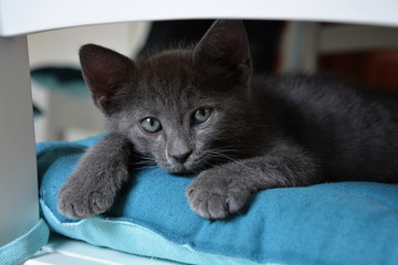 little gray cat relax on the white chair with a blue pillow