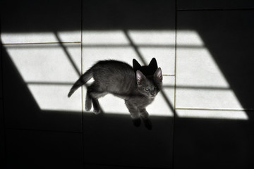 the little gray cat lying on the floor in the shadow of the window