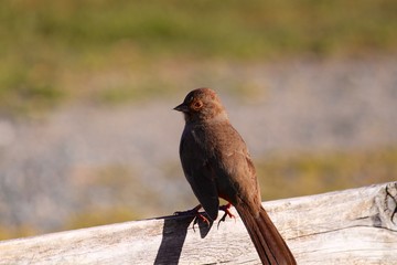 California Towhee