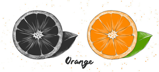 Vector engraved style illustration for posters, decoration and print. Hand drawn sketch of orange in monochrome and colorful. Detailed vegetarian food drawing.