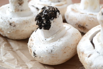 funghi