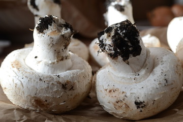 champignon
