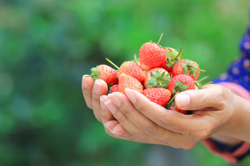 Organic, Woman hands holding fresh strawberries natural green background