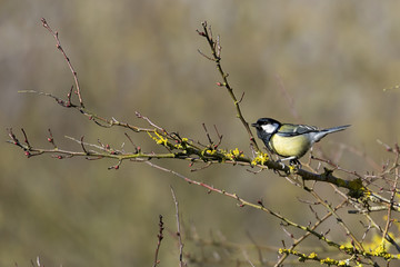 Great Tit (Parus Major)