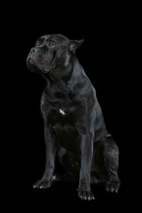 beautiful cane corso dog