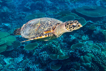 Obraz na płótnie Canvas Meeresschildkröte hawksbill sea turtle im Meer Ozean Korallenriff hintergrund blau