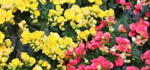 yellow and pink blossoming begonias