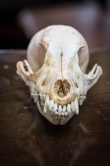 animal skull