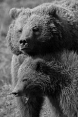 Obraz premium Osa y osezno juntos retrato