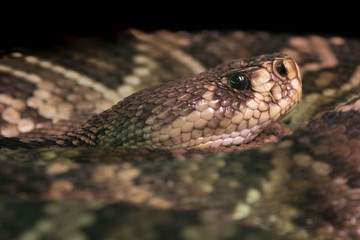 Serpiente perfil enroscada