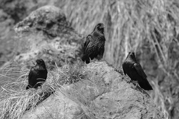 Cuervos esperando en triángulo