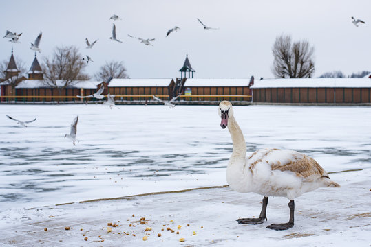 Swan and seagulls in the abandoned frozen lake Balaton. Extreme weather in Hungary in March 2018.