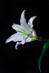 lily on a dark background