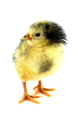 Küken, Große Lakenfelder