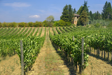 Fototapeta na wymiar Summer landscape in the Chianti region (Tuscany)